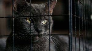 Read more about the article What to Ask Before Adopting an Adult Dog