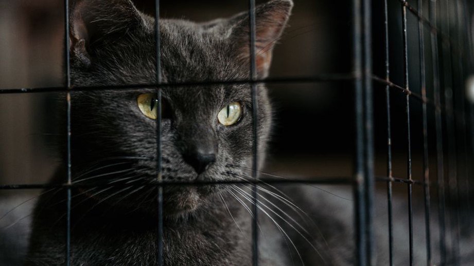 Read more about the article What to Ask Before Adopting an Adult Dog