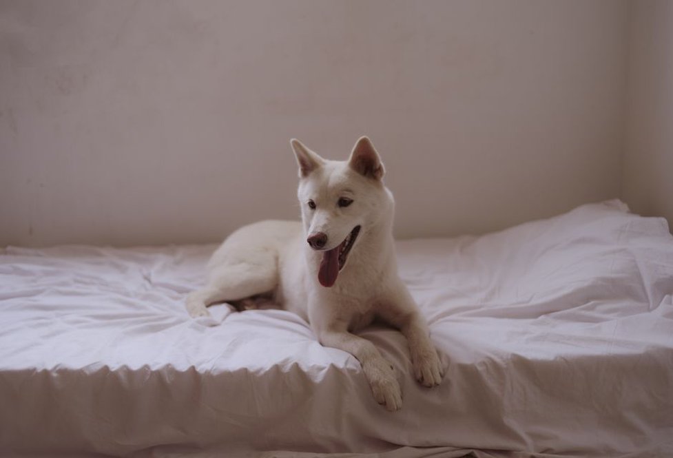 A dog settles beside its water bowl