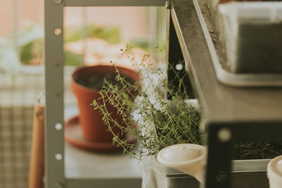 Herb pots arranged on a sturdy narrow shelf